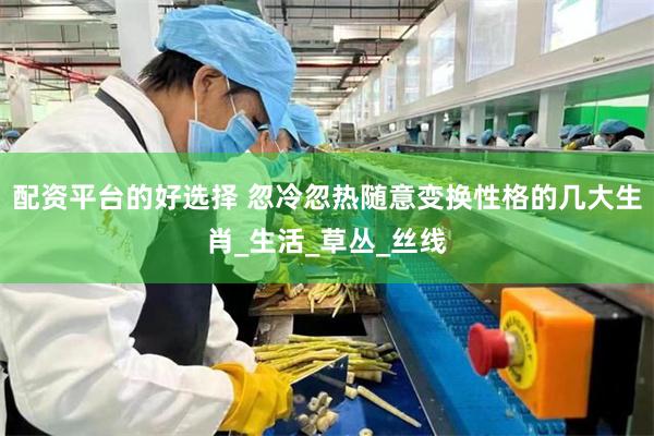 配资平台的好选择 忽冷忽热随意变换性格的几大生肖_生活_草丛_丝线
